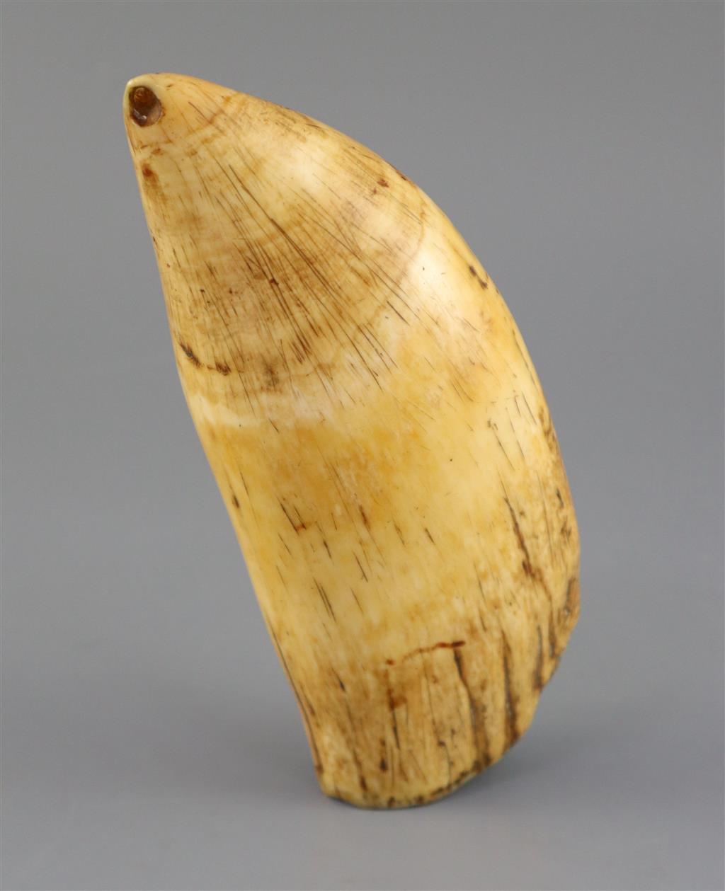 A 19th century South Seas sperm whale tooth tabua, 19th century, 18.5cm long, complete with CITES Cert. No. 594935/01